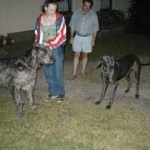 Irish Wolfhound Cerberus mit Frauchen Helma