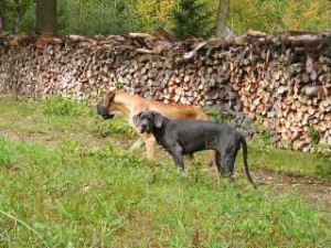 Nero und Atlantis laufen gemeinsam den Weg entlang, 1.10.01