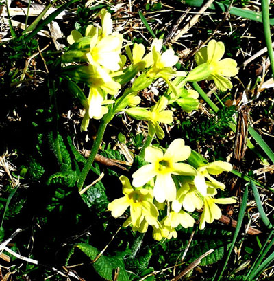April 2010: Erste Frühlingsboten