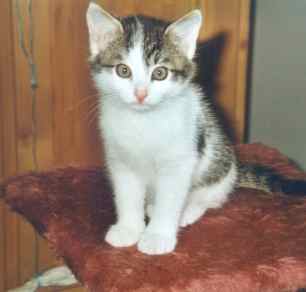 Kater Benjamin