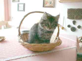 Sibirische Katze Sarah