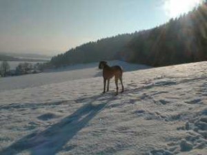 Nero beobachtet das Feld am 17.01.2001