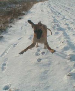 Nero springt auf Schnee am 24.02.2001
