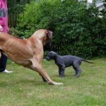 Nero und Atlantis beim Kennenlernen im Garten, 3. Juni