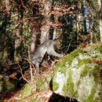 Atlantis besteigt die rutschigen Felsen, 17.11.01