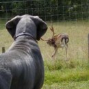 Bei den Damhirschen zu Besuch