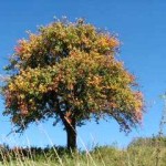 Der Herbst hat bereits sein schönstes Kleid angezogen