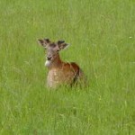 Damhirsch Hansi hat sein Geweih verloren, das nun langsam wieder nachwächst, 8.6.