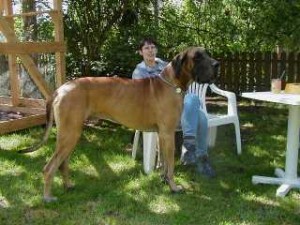 Die gelbe Dogge Danny zu Besuch am 13.06.