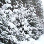 Winterlandschaft Dez. 2001