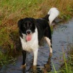 In einem Bach mit Moorwasser können Hunde herum plantschen, 24.8.2001