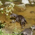 Für die Hunde gibt es Gelegenheit zum Baden