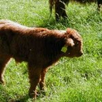 Junge Hochlandrindkälber erfreuen sich auf der Wiese ihres Lebens