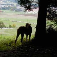 Tierarzt-Check im Haus