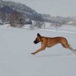 Nero hetzt im Schnee 13.12.01