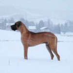 Nero trotzt den Schneestürmen, 20.12.01