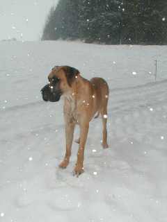 Schneewetter ist Nerowetter