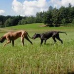 Nero und Atlantis haben Spaß auf der Wiese, 12.8.