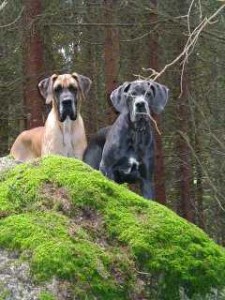 Nero und Atlantis im Wald am 27.9.01