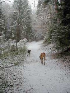 Unser Weg ist jetzt schneebedeckt, 13.11.01