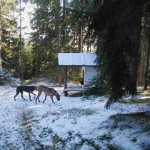 Atlantis und Nero untersuchen den Schnee, 17.11.01