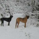 Tiefer Winter macht sich bemerkbar