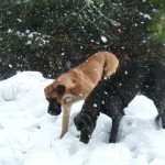 Nero und Atlantis untersuchen den Schnee, 20.12.01