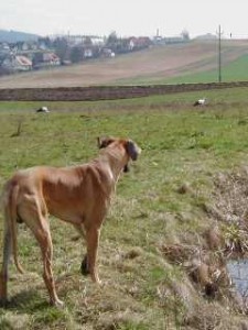 Nero beobachtet die soeben zurück gekehrten Störche am 25.03.2001