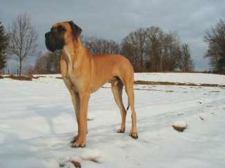Nero ist 2 Jahre alt