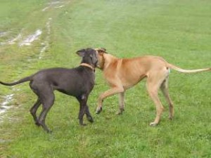 Doggendame Zoe und Nero spielen auf der Wiese, 17.04.2001