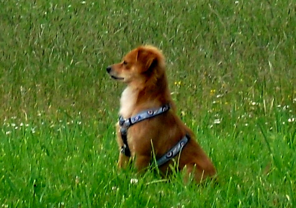 Mai 2012: Felix bereits ohne Leine