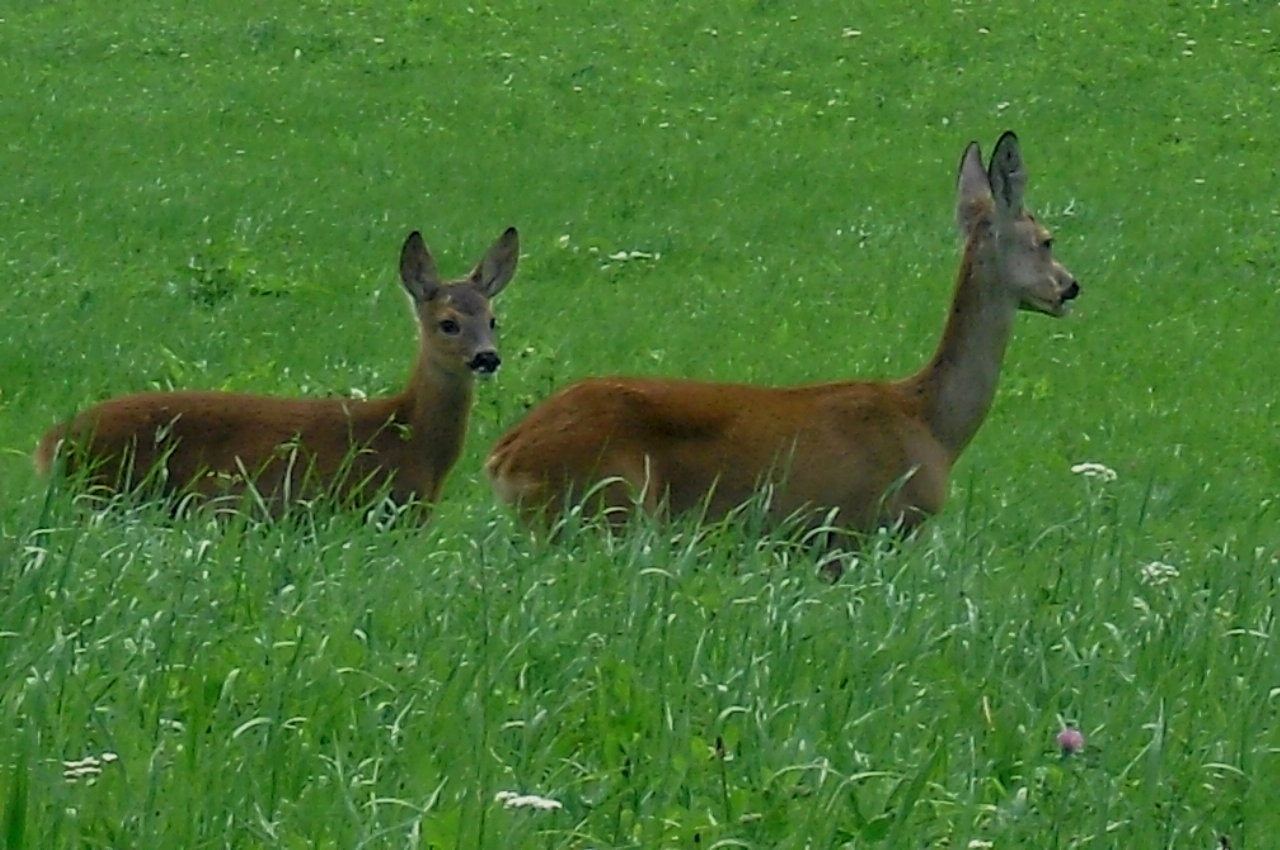 Juli 2012: Neugier steckt in jedem Hund