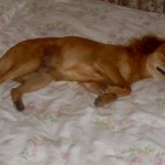 Tgb_07_Juli_2012