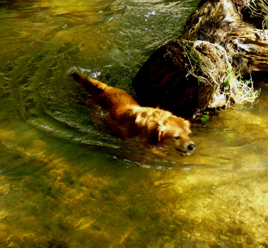 Felix lernt schwimmen