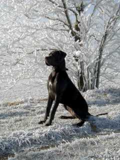 Wuff Neujahr 2005