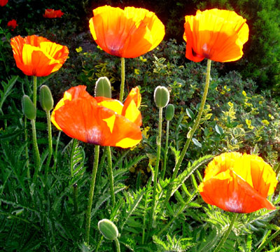 Juni 2010: Endlich Sommer!