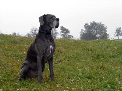 November 2009