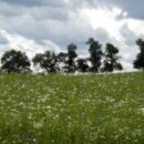 Die letzten Juni-Tage …